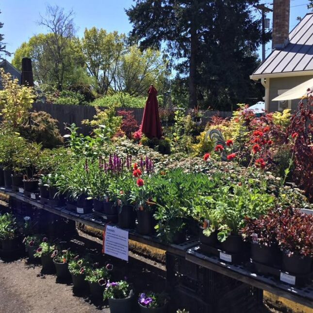 French Prairie Perennials